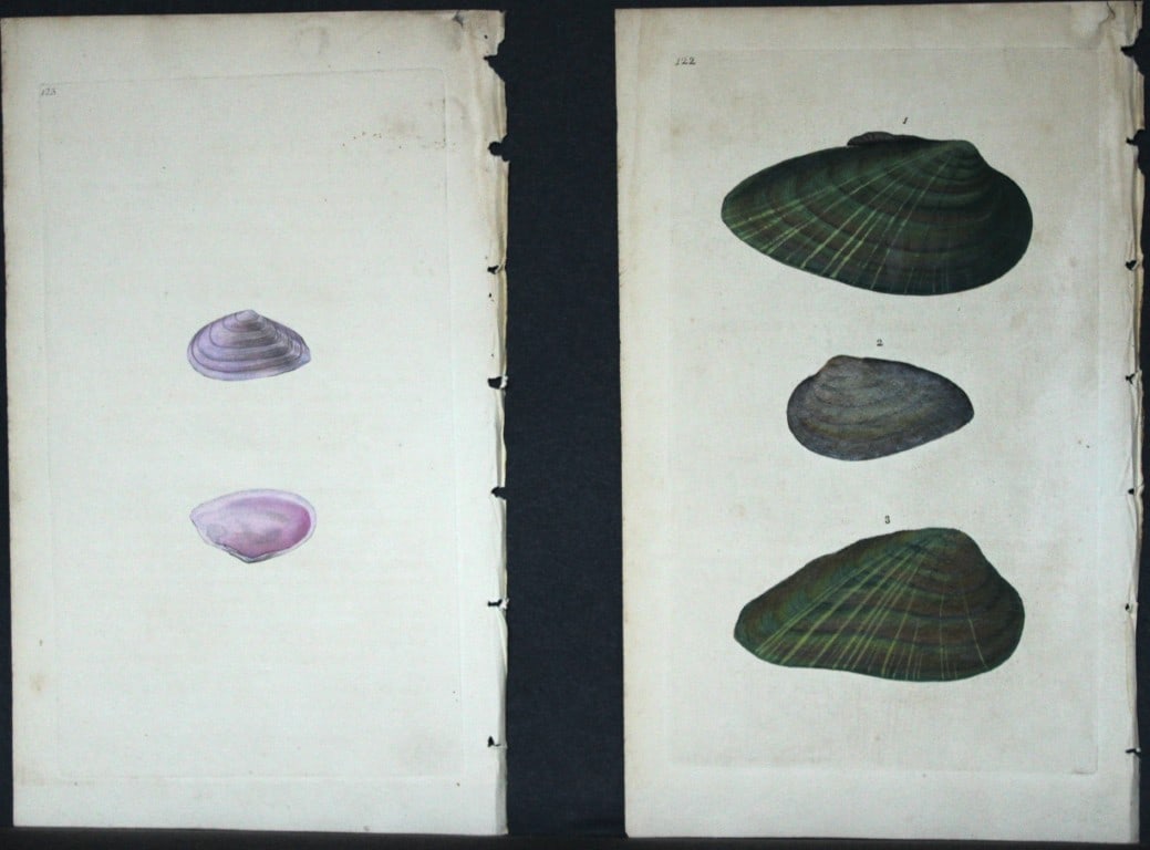 Edward Donovan - 4 Hand-coloured engravings of shells 1800: These beautiful hand-coloured engravings are from The Natural History of British Shells by Edward Donovan. Printed by F and C Rivington, London 1800. These prints are prized for their artistry and com