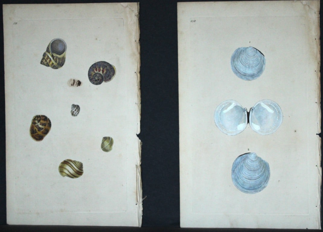 Edward Donovan - 4 Hand-coloured engravings of shells 1800 (1 of 2)