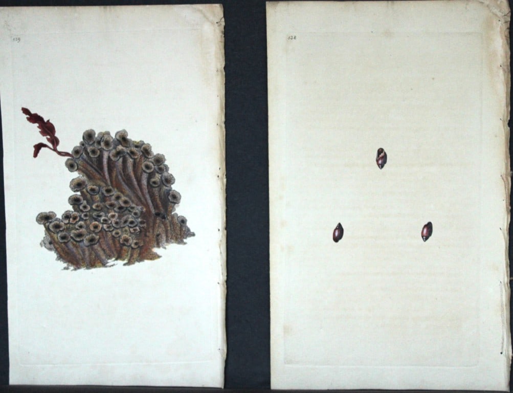 Edward Donovan - 4 Hand-coloured engravings of shells 1800: These beautiful hand-coloured engravings are from The Natural History of British Shells by Edward Donovan. Printed by F and C Rivington, London 1800. These prints are prized for their artistry and com