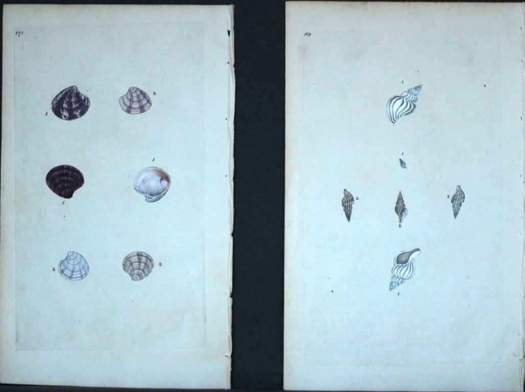Edward Donovan - 4 Hand-coloured engravings of shells 1800: These beautiful hand-coloured engravings are from The Natural History of British Shells by Edward Donovan. Printed by F and C Rivington, London 1800. These prints are prized for their artistry and com