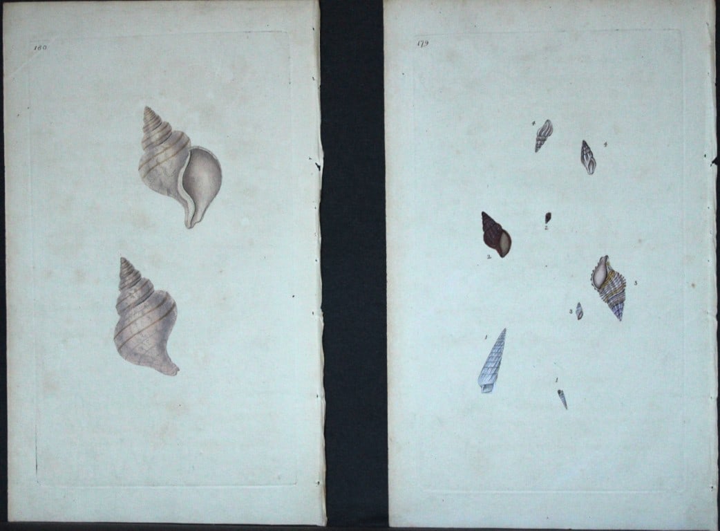 Edward Donovan - 4 Hand-coloured engravings of shells 1800: These beautiful hand-coloured engravings are from The Natural History of British Shells by Edward Donovan. Printed by F and C Rivington, London 1800. These prints are prized for their artistry and com