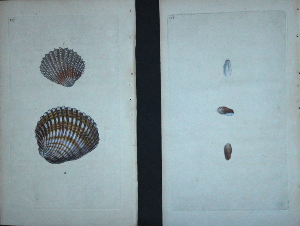 Edward Donovan - 5 Hand-coloured engravings of shells 1800 (1 of 3)
