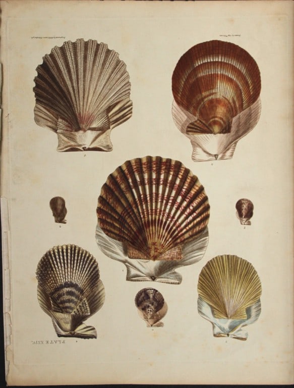 Capt. Thomas Brown - Hand-coloured engraving of shells 1844 (1 of 1)