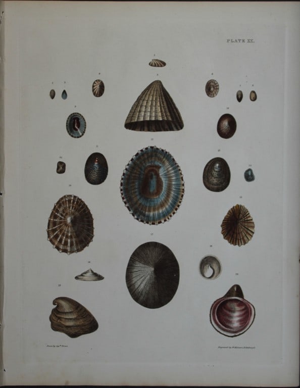 Capt. Thomas Brown - Hand-coloured engraving of shells 1844 (1 of 1)