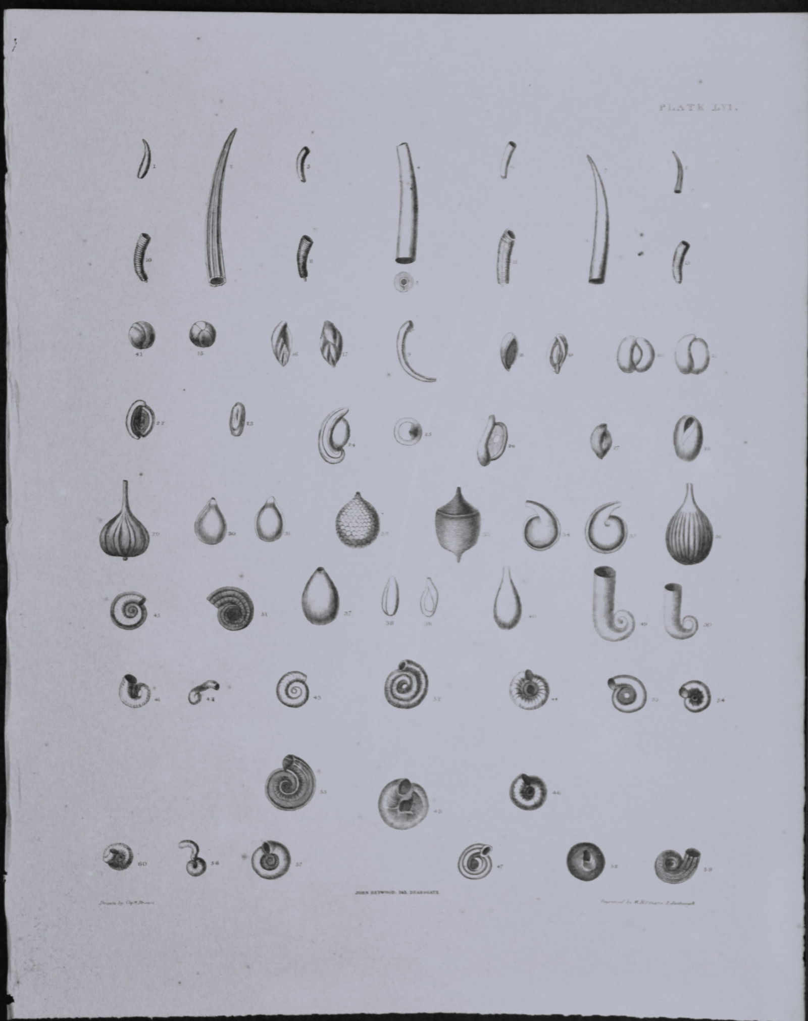 Capt. Thomas Brown - 2  engravings of shells 1844 (1 of 2)