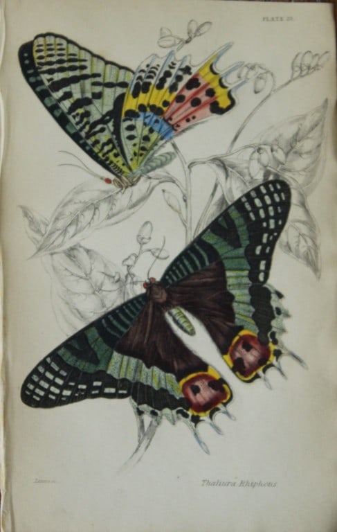 W Jardine - 2 engravings by James Duncan  of Foreign Butterflies 1837 (1 of 2)