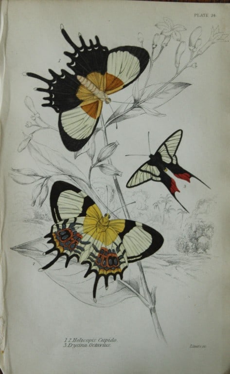 W Jardine - 2 engravings by James Duncan  of Foreign Butterflies 1837 (1 of 2)