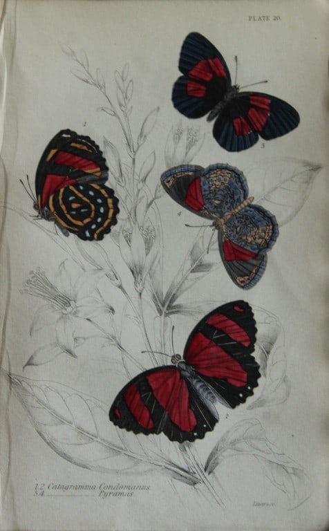 W Jardine - 2 engravings by James Duncan  of Foreign Butterflies 1837 (1 of 2)