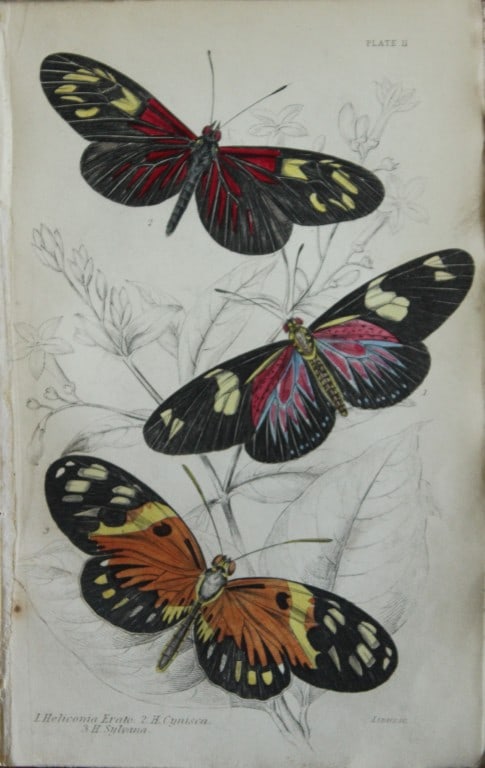 W Jardine - 2 engravings by James Duncan  of Foreign Butterflies 1837 (1 of 2)