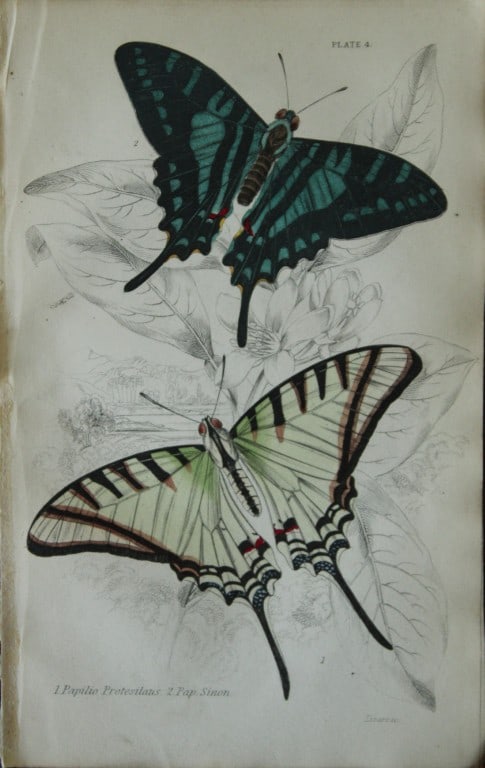 W Jardine - 2 engravings by James Duncan  of Foreign Butterflies 1837 (1 of 2)