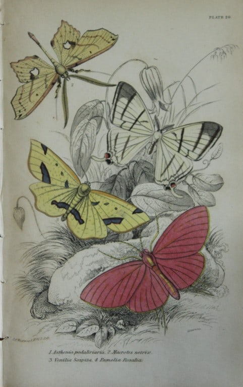 W Jardine - 2 engravings by James Duncan  of Exotic Moths 1841 (1 of 4)