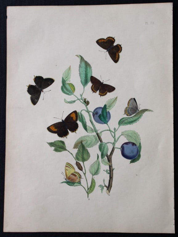 HN Humphreys - 2 prints of British butterflies 1841: These original hand-coloured lithographs, arranged and illustrated by H.N. Humphreys with descriptions by J. O. Westwood, are from British Butterflies and their Transformations, published in London 18