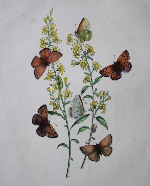 HN Humphreys - 2 prints of British butterflies 1841: These original hand-coloured lithographs, arranged and illustrated by H.N. Humphreys with descriptions by J. O. Westwood, are from British Butterflies and their Transformations, published in London 18