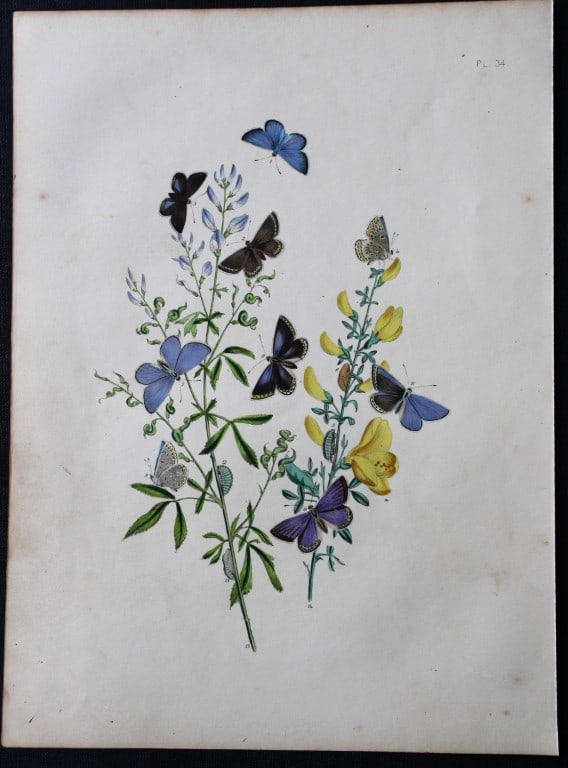 HN Humphreys - 2 prints of British butterflies 1841: These original hand-coloured lithographs, arranged and illustrated by H.N. Humphreys with descriptions by J. O. Westwood, are from British Butterflies and their Transformations, published in London 18
