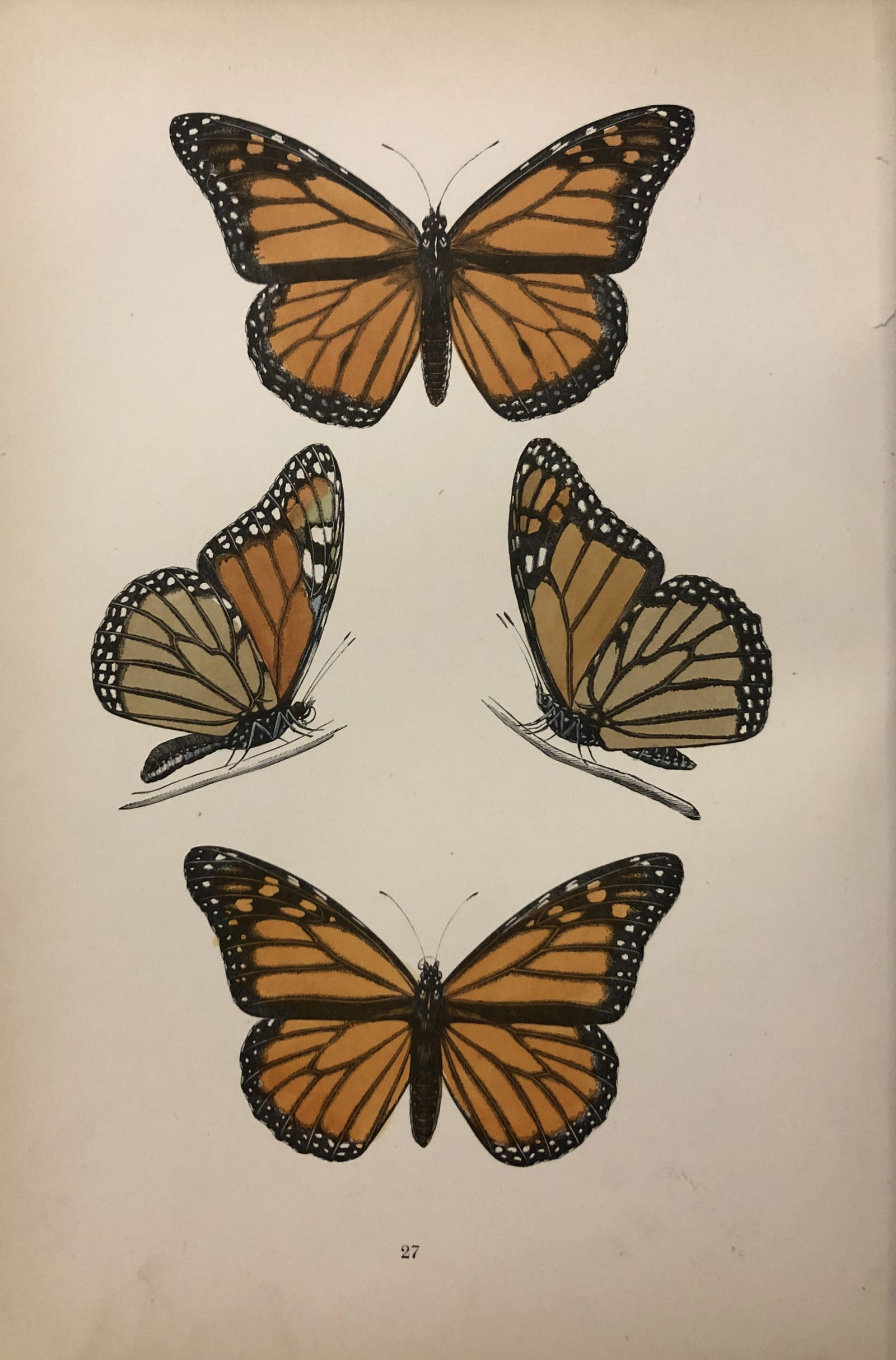 Ref FO Morris - 4 prints of Butterflies 1895: These prints are from A History of British Butterflies by Rev. FO Morris, published by John Nimmo, London 1895. The hand coloured plate shows a selection of butterflies from this authoritative work by
