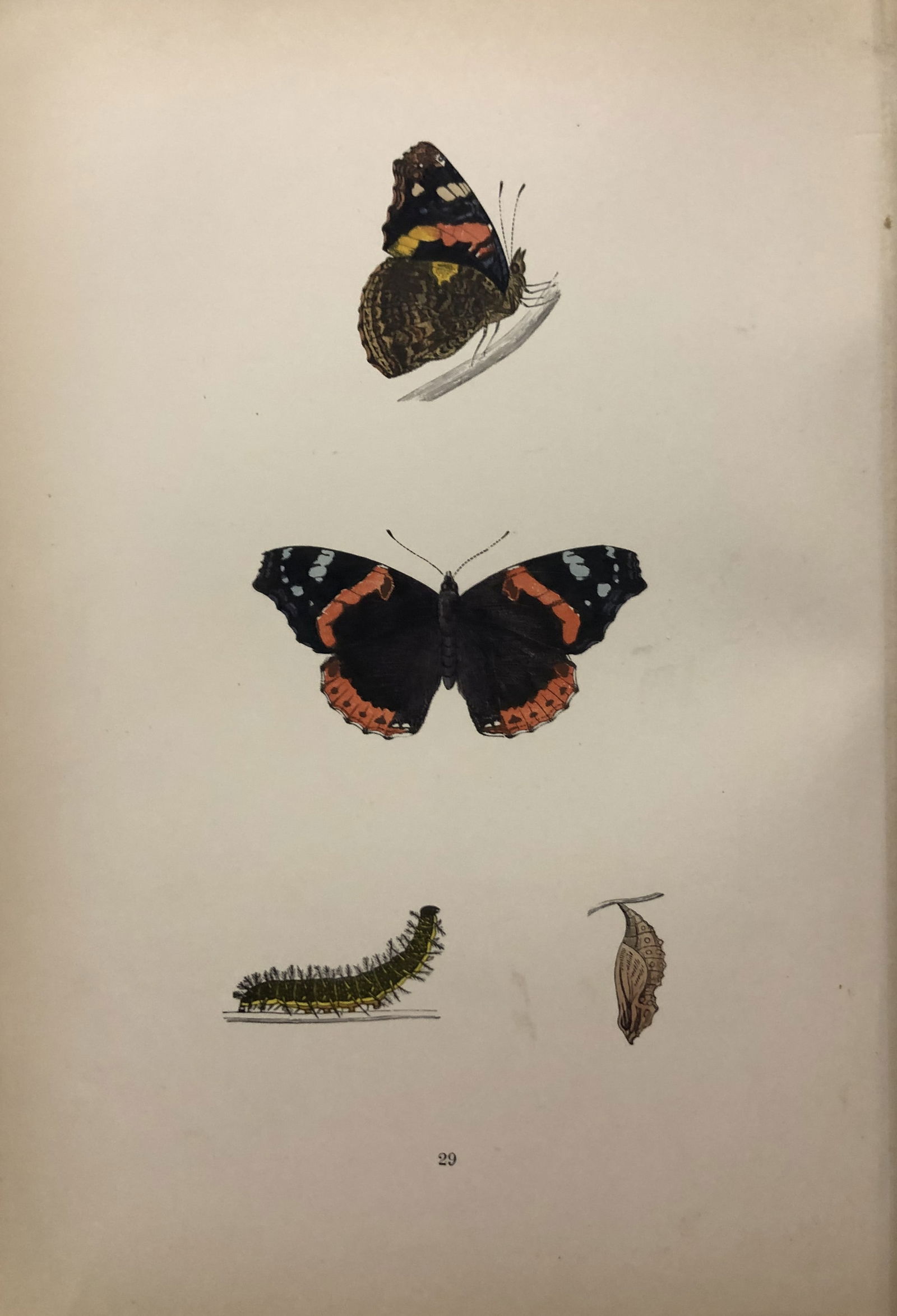 Ref FO Morris - 4 prints of Butterflies 1895: These prints are from A History of British Butterflies by Rev. FO Morris, published by John Nimmo, London 1895. The hand coloured plate shows a selection of butterflies from this authoritative work by