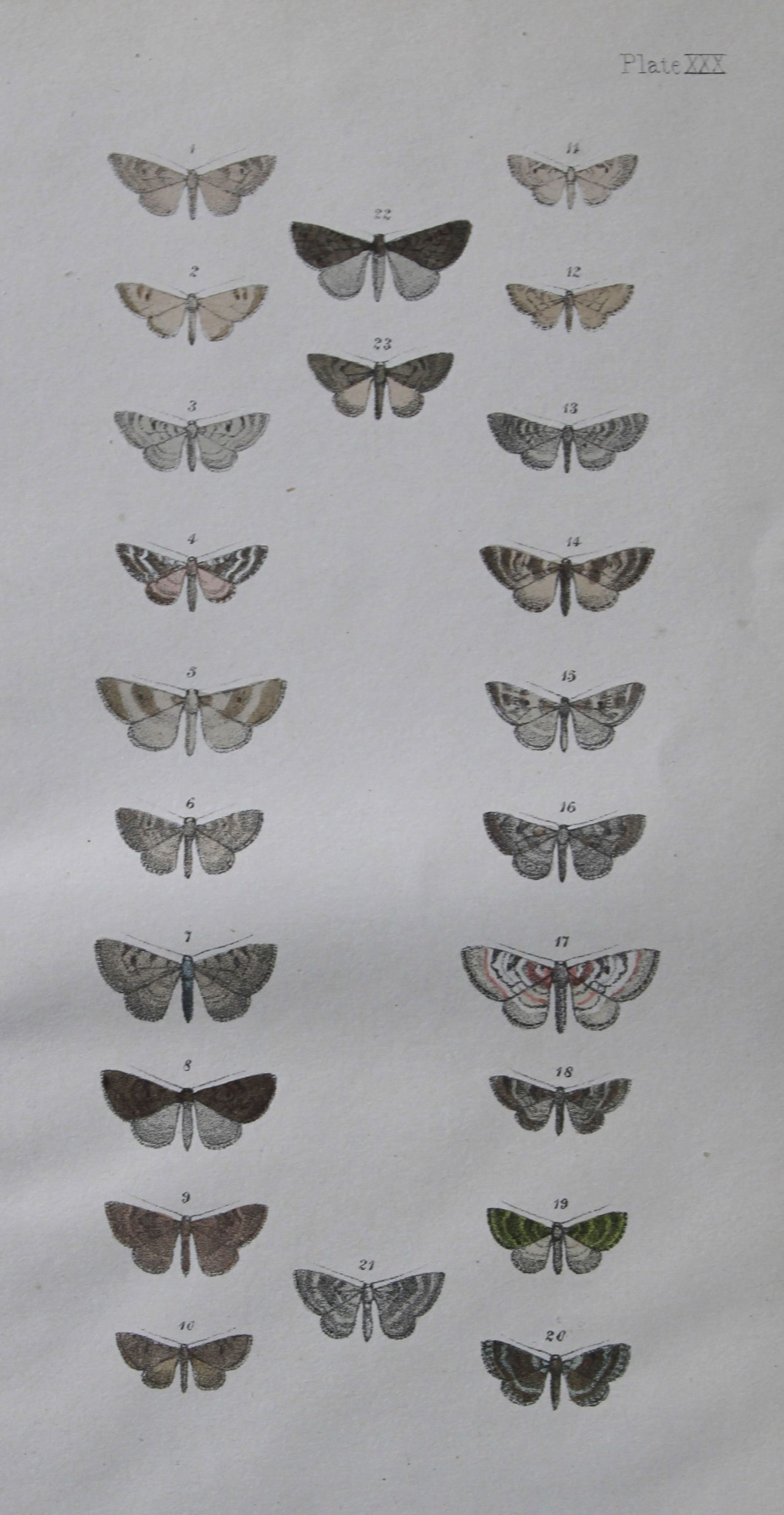 Ref FO Morris - 4 prints of British Moths 1872 (1 of 4)