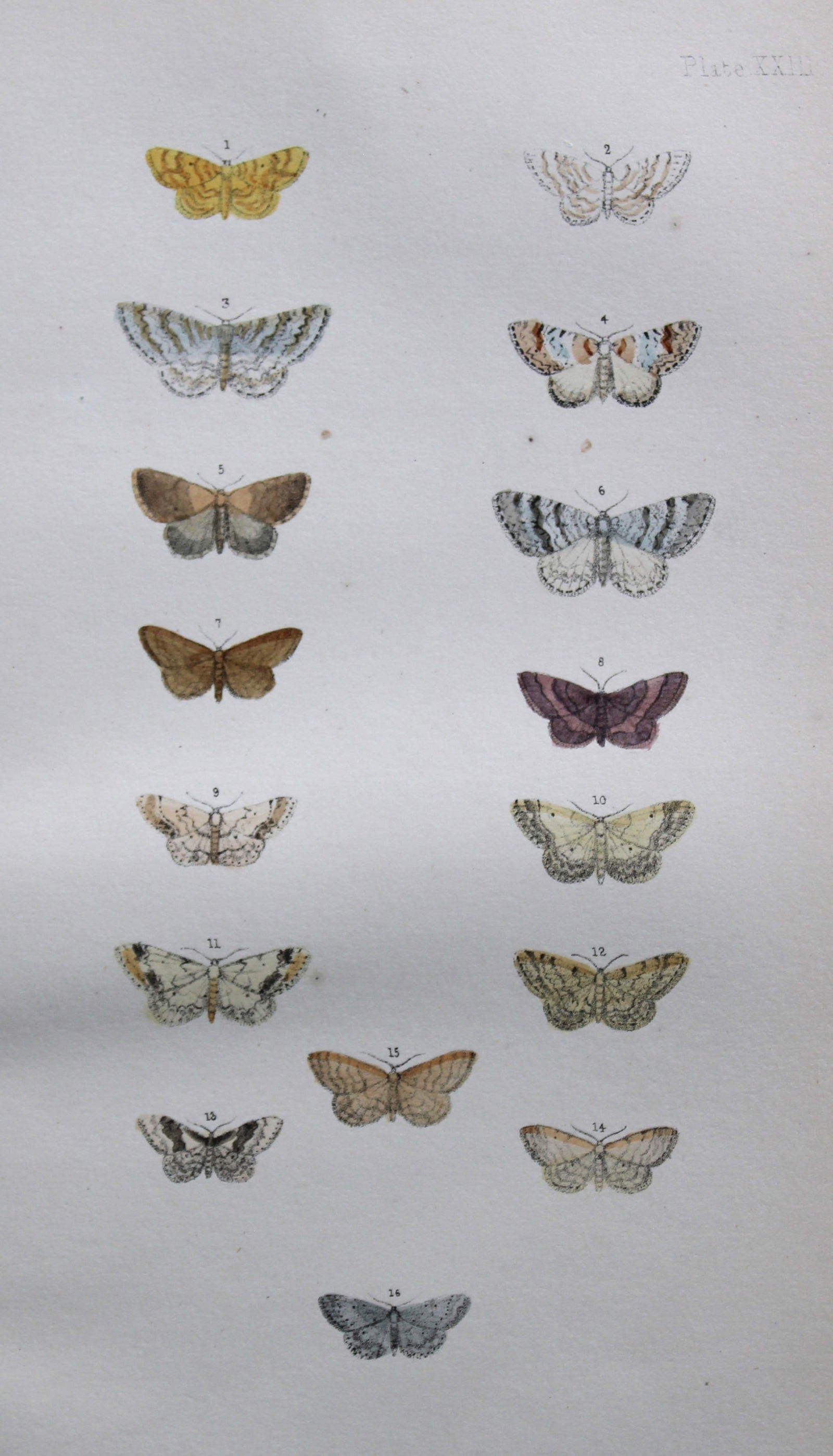 Ref FO Morris - 4 prints of British Moths 1872 (1 of 4)