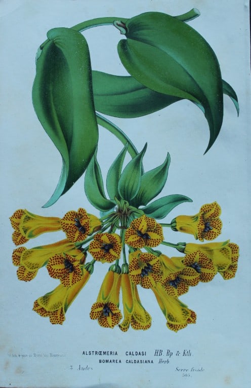 Lemaire & van Houtte - 3 prints from Flore des Serres 1867 (1 of 3)