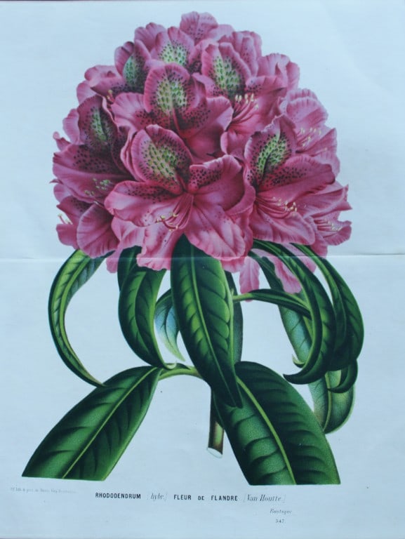 Lemaire & van Houtte - 3 prints from Flore des Serres 1867 (1 of 3)