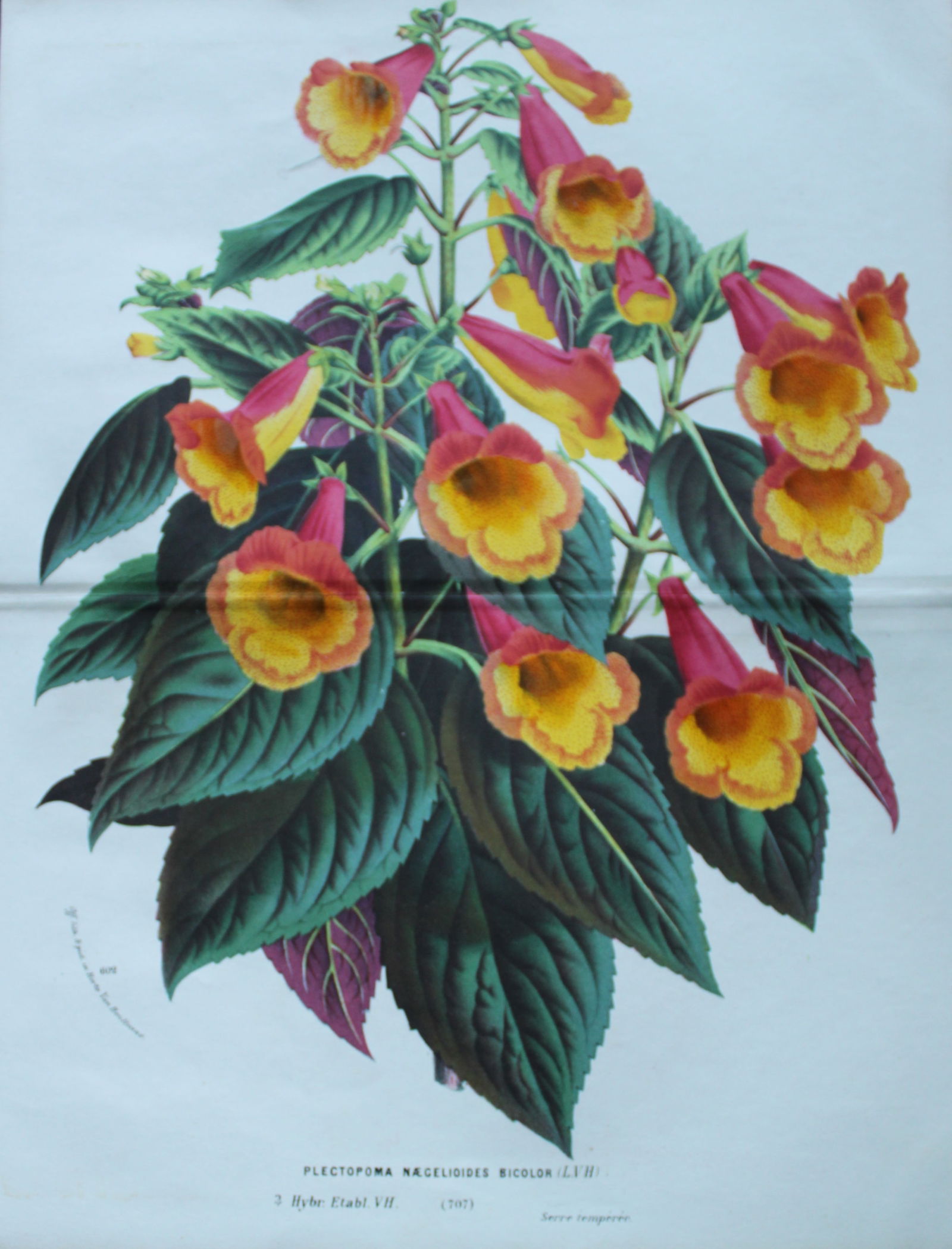 Lemaire & van Houtte - 3 prints from Flore des Serres 1867 (1 of 3)