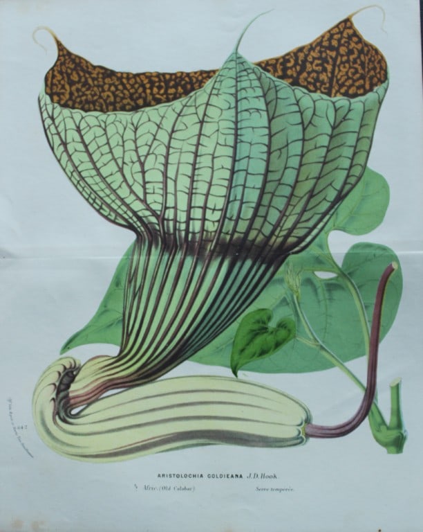 Lemaire & van Houtte - 3 prints from Flore des Serres 1867 (1 of 3)