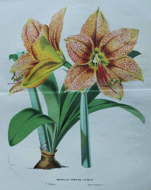 Lemaire & van Houtte - 3 prints from Flore des Serres 1867 (1 of 3)