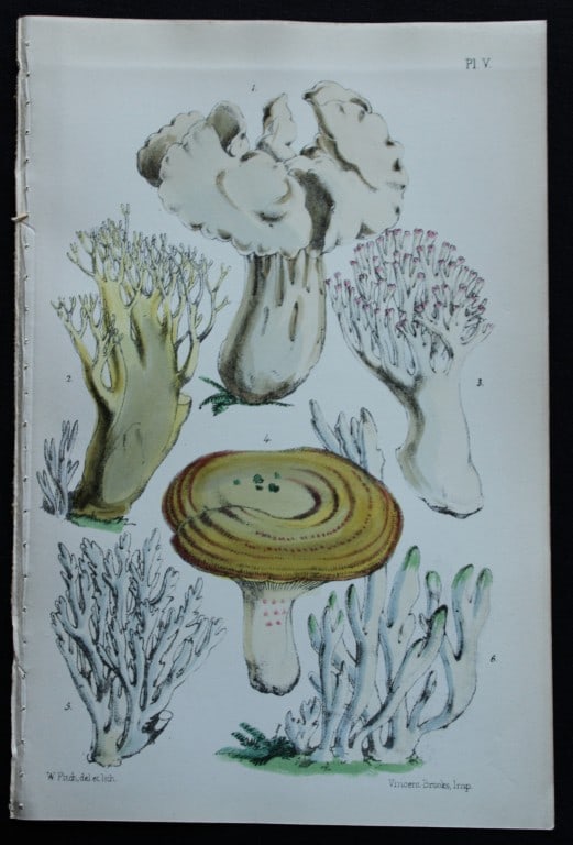 Charles Badham - 3 prints of edible mushrooms 1850 (1 of 3)