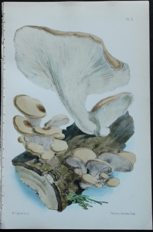 Charles Badham - 3 prints of edible mushrooms 1850 (1 of 3)