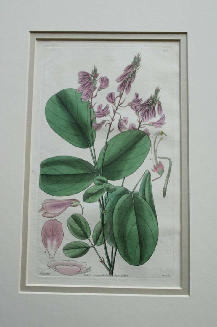 WJ Hooker - 3 mounted engravings from the Botanical Magazine 1830 (1 of 3)