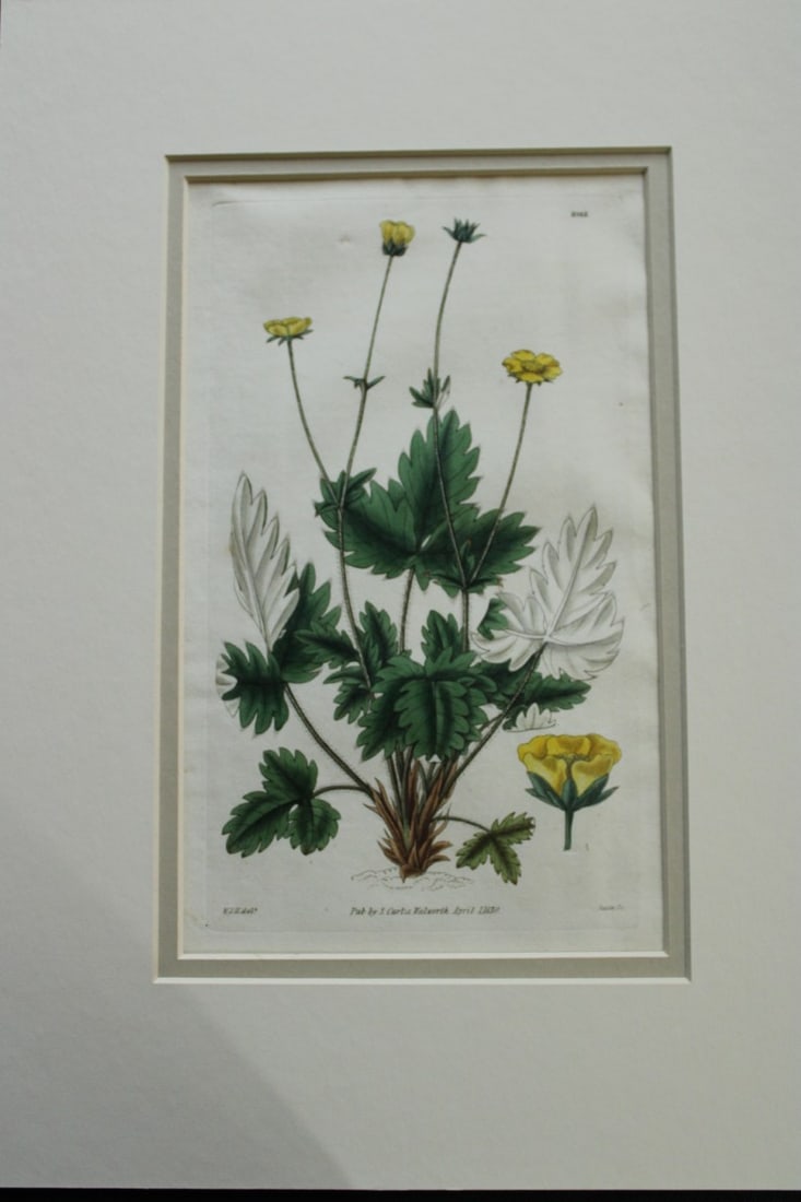 WJ Hooker - 3 mounted engravings from the Botanical Magazine 1830 (1 of 3)