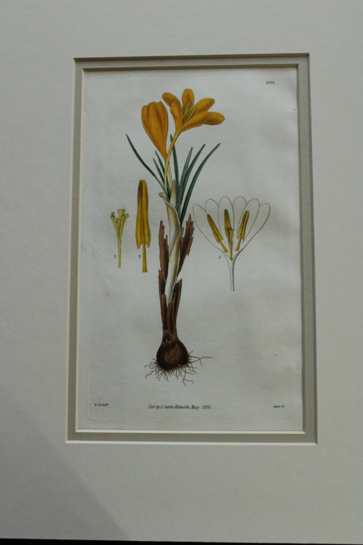 WJ Hooker - 3 mounted engravings from the Botanical Magazine 1830 (1 of 3)