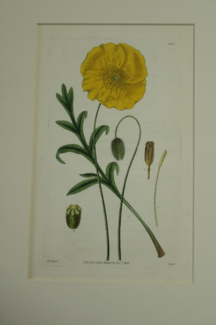 WJ Hooker - 3 mounted engravings from the Botanical Magazine 1830 (1 of 3)