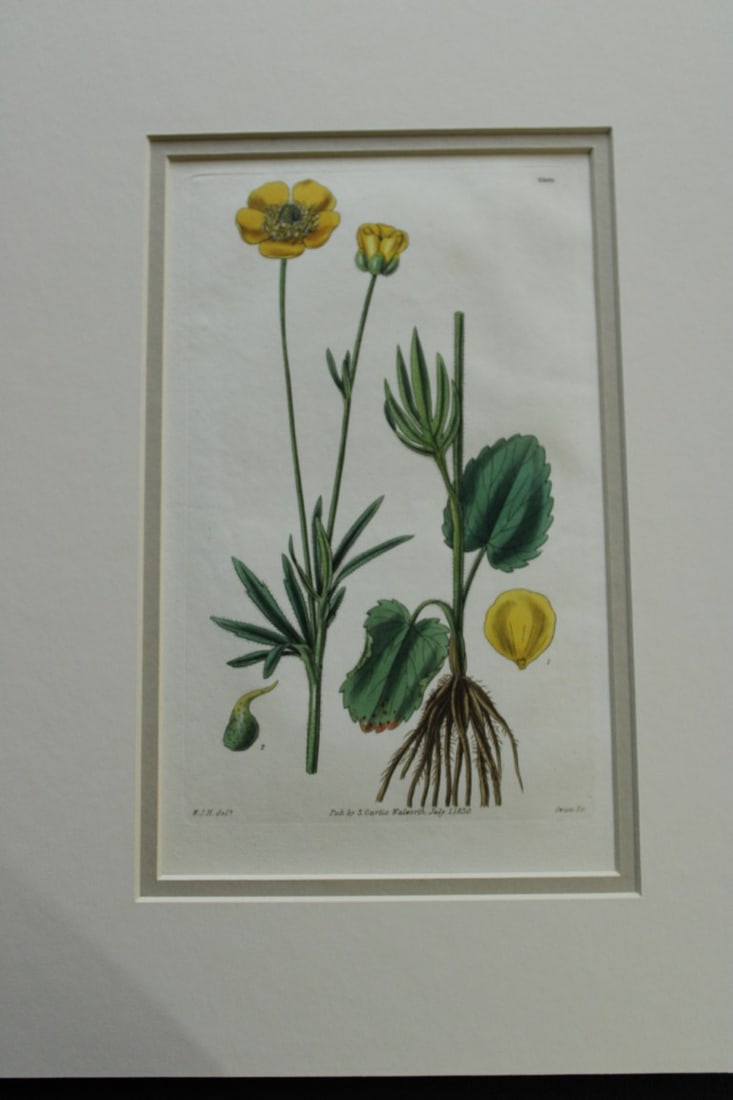 WJ Hooker - 3 mounted engravings from the Botanical Magazine 1830 (1 of 3)