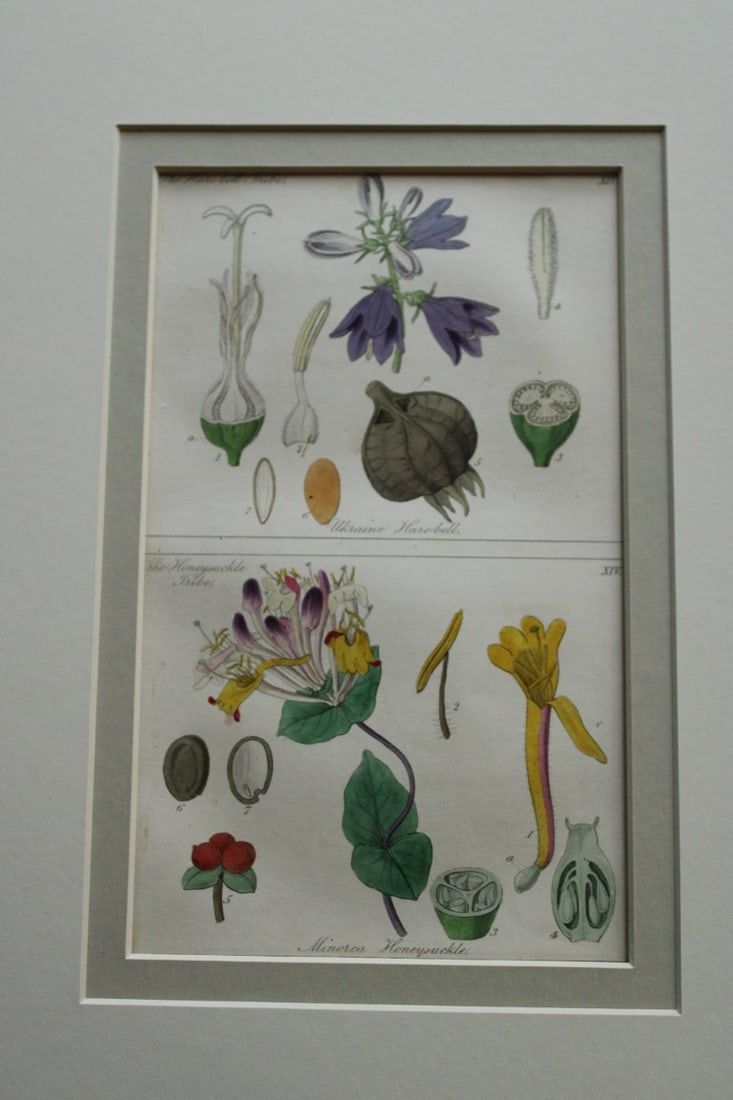 John Lindley - 3 mounted engravings from Ladies' Botany 1840 (1 of 2)