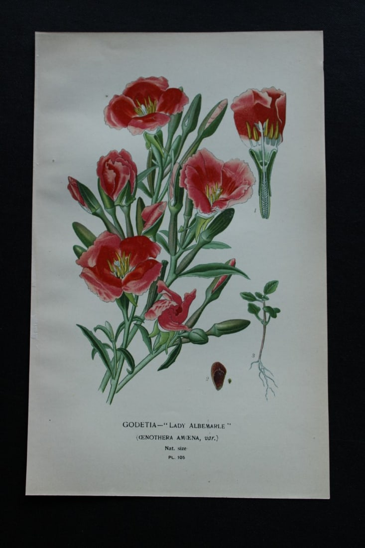 Edward Step - 4 chromolithographs of flowers 1896: These chromolithographic prints are from Favourite Flowers of Garden and Greenhouse by Edward Step FLS and William Watson FRHS. It was published in London by Frederick Warne and Co. 1896Below each pri