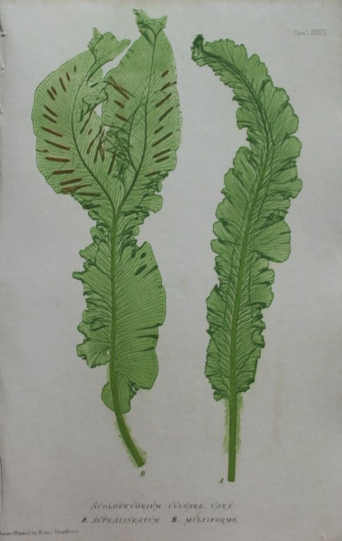 Thomas Moore - 4 nature-printed  ferns by Thomas Moore 1863 (1 of 4)