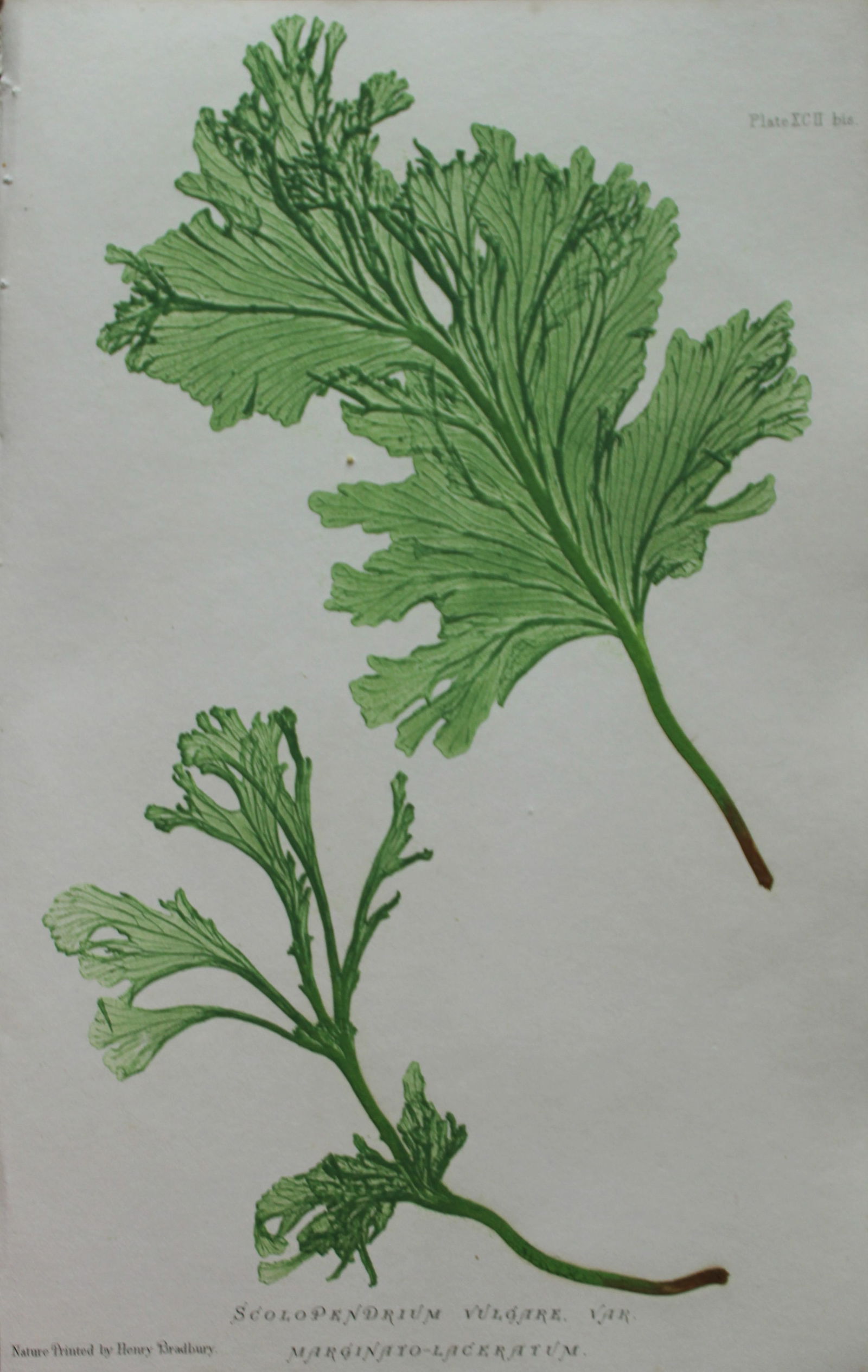 Thomas Moore - 4 nature-printed  ferns by Thomas Moore 1863 (1 of 4)