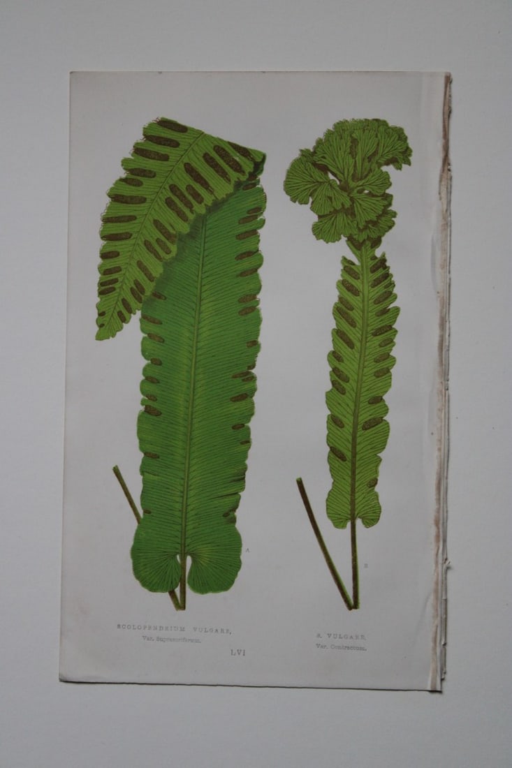 Edward Lowe - 4 hand-coloured fern engravings 1869: These hand-finished colour wood-cut engravings are from Edward Lowe's Our Native Ferns published by Groombridge & Sons, London, 1869. The engravings are of:Athyrium Filix-Foemina;Athyrium Filix-Foemin