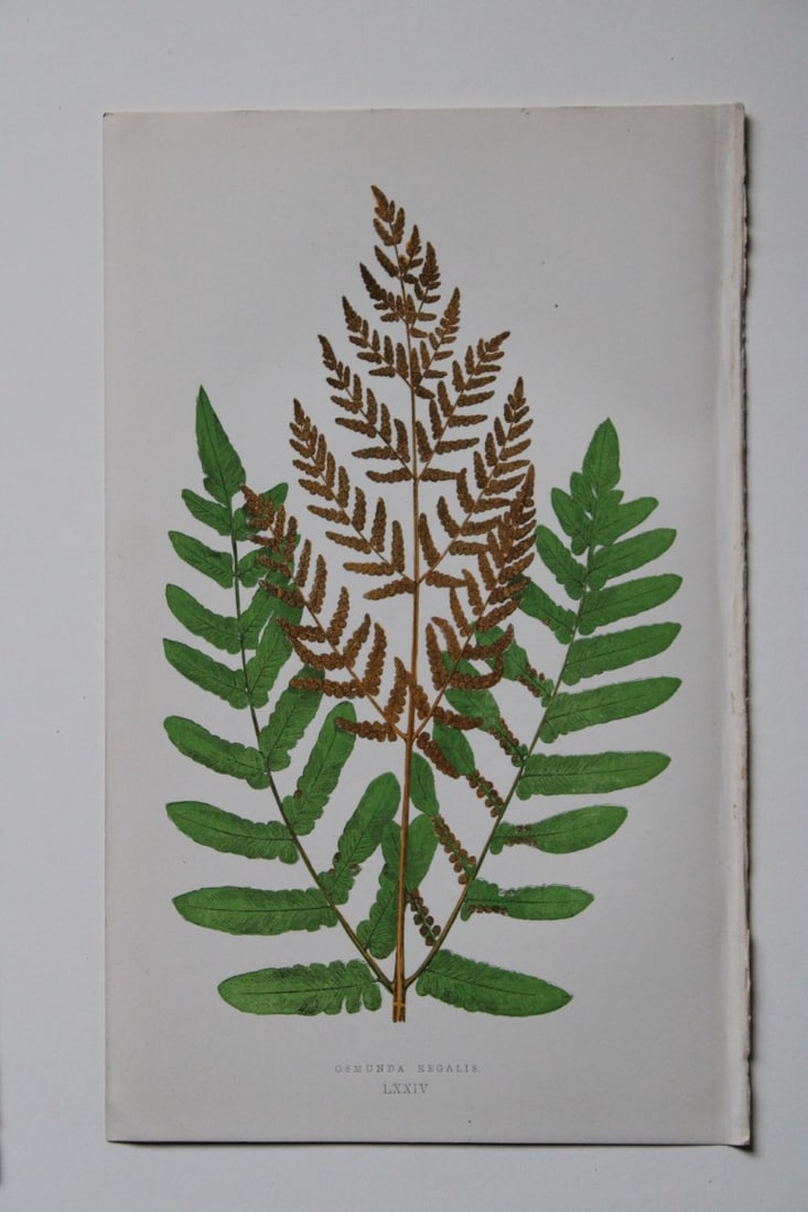 Edward Lowe - 4 hand-coloured fern engravings 1869: These hand-finished colour wood-cut engravings are from Edward Lowe's Our Native Ferns published by Groombridge & Sons, London, 1869. The engravings are of:Athyrium Filix-Foemina;Athyrium Filix-Foemin