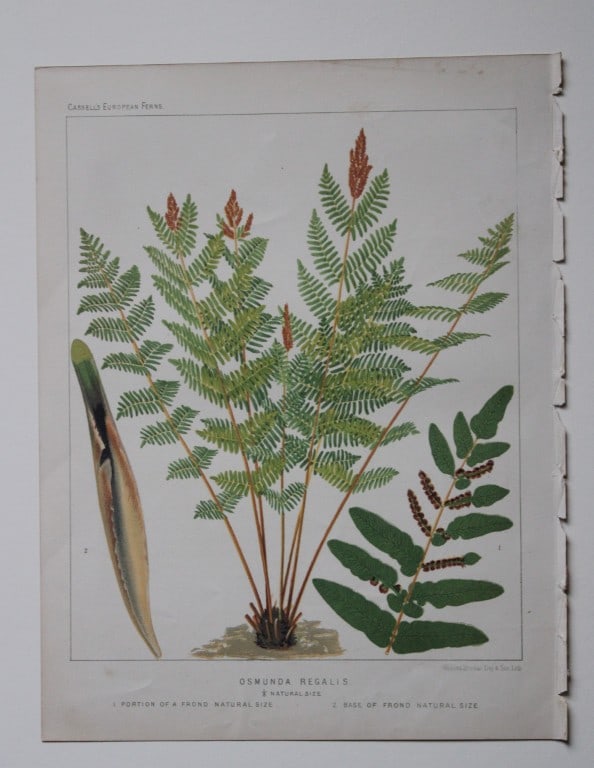 James Britten - 4 chromolithographs of European ferns 1879: These chromolithographs are from European Ferns by James Britten FLS. Published by Cassell, Petter, Galpin & Co. 1880. The four prints are of:Asplenium Filix-Foemina;Asplenium Adiantium Nigrum;Scolope