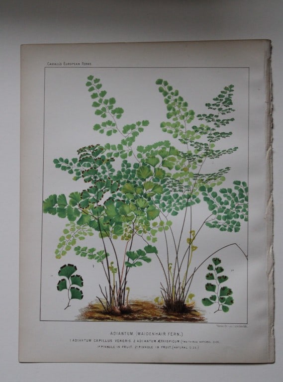 James Britten - 4 chromolithographs of European ferns 1879: These chromolithographs are from European Ferns by James Britten FLS. Published by Cassell, Petter, Galpin & Co. 1880. The four prints are of:Asplenium Filix-Foemina;Asplenium Adiantium Nigrum;Scolope