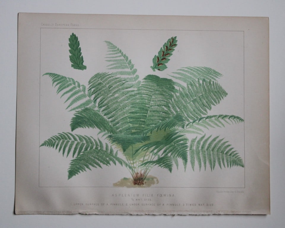 James Britten - 4 chromolithographs of European ferns 1879: These chromolithographs are from European Ferns by James Britten FLS. Published by Cassell, Petter, Galpin & Co. 1880. The four prints are of:Asplenium Filix-Foemina;Asplenium Adiantium Nigrum;Scolope