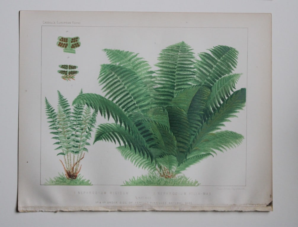 James Britten - 4 chromolithographs of European ferns 1879: These chromolithographs are from European Ferns by James Britten FLS. Published by Cassell, Petter, Galpin & Co. 1880. The four prints are of:Asplenium Filix-Foemina;Asplenium Adiantium Nigrum;Scolope
