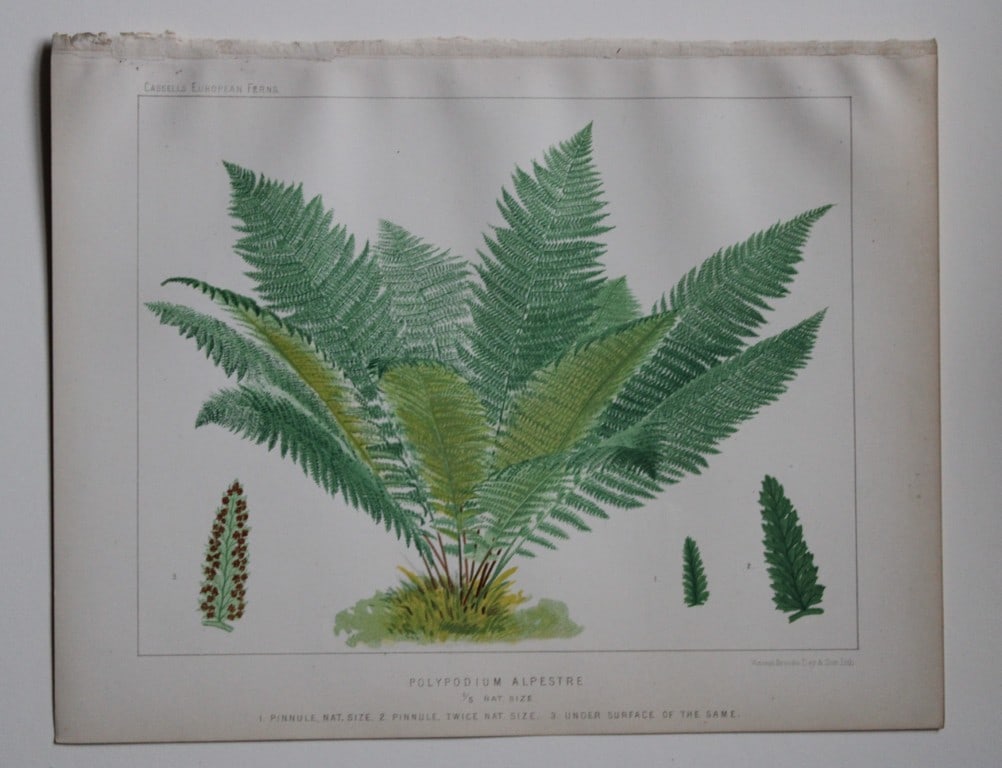 James Britten - 4 chromolithographs of European ferns 1879: These chromolithographs are from European Ferns by James Britten FLS. Published by Cassell, Petter, Galpin & Co. 1880. The four prints are of:Asplenium Filix-Foemina;Asplenium Adiantium Nigrum;Scolope