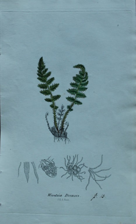 John Sowerby - 4 hand-coloured engravings of ferns 1855 (1 of 4)