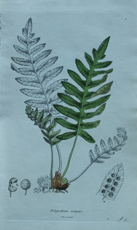 John Sowerby - 4 hand-coloured engravings of ferns 1855 (1 of 4)
