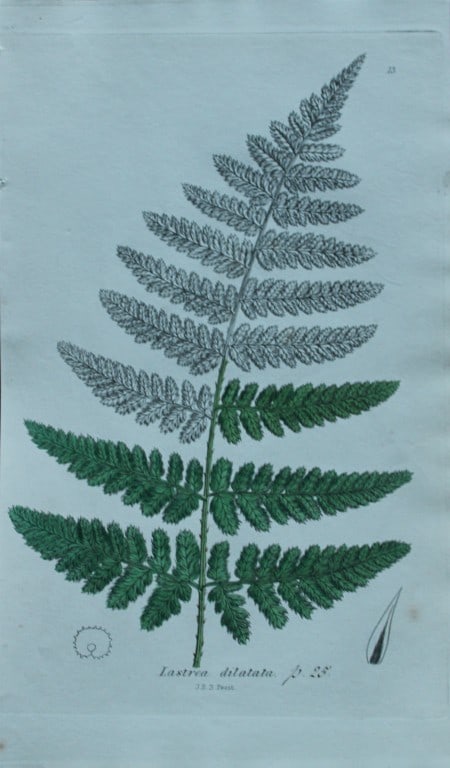John Sowerby - 4 hand-coloured engravings of ferns 1855 (1 of 4)