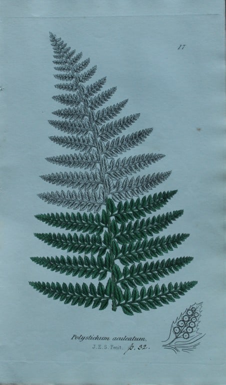 John Sowerby - 4 hand-coloured engravings of ferns 1855 (1 of 4)