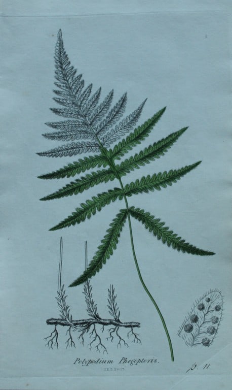 John Sowerby - 4 hand-coloured engravings of ferns 1855 (1 of 4)